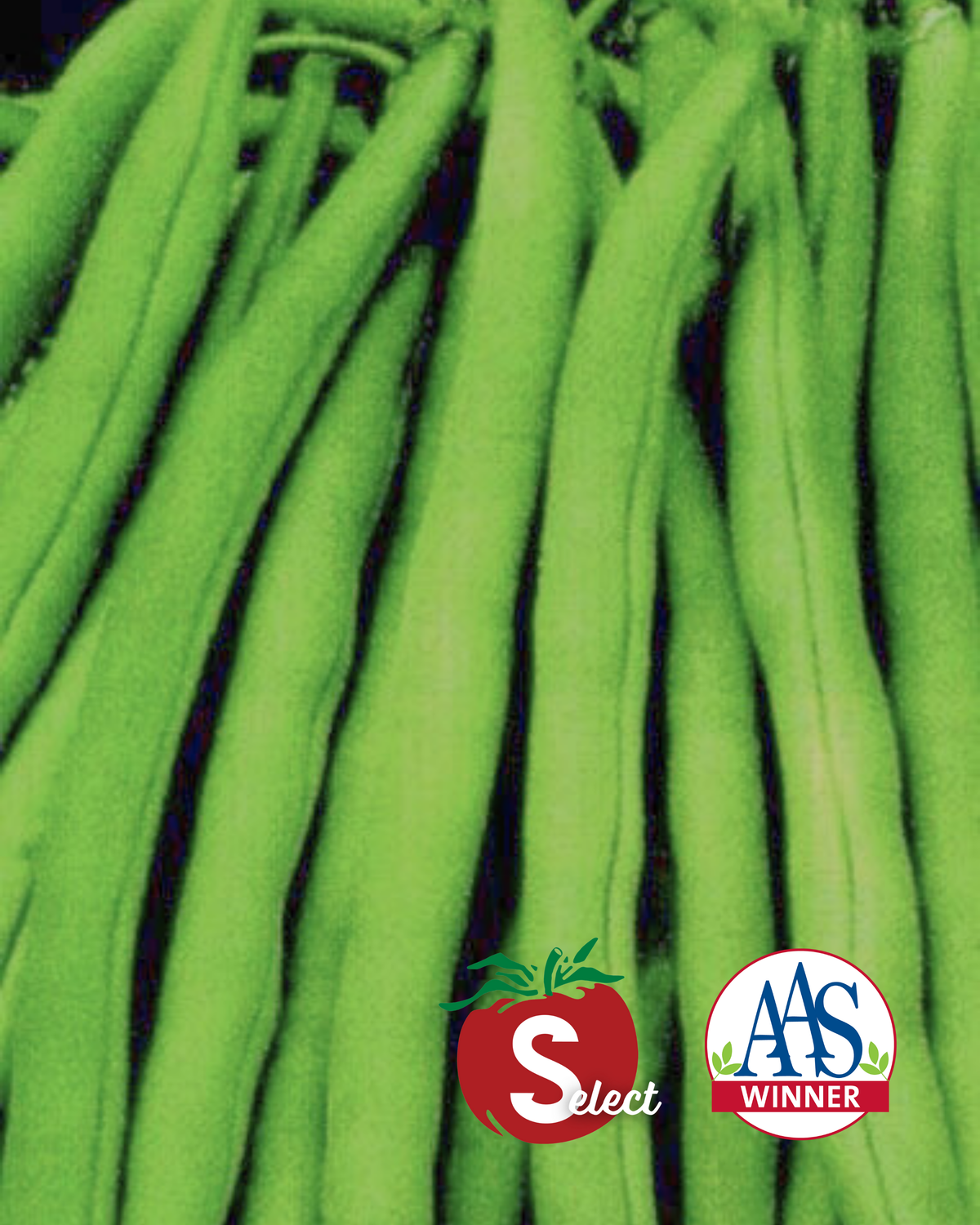 Stringless Blue Lake S-7 Pole Bean Seeds — Seeds 'n Such