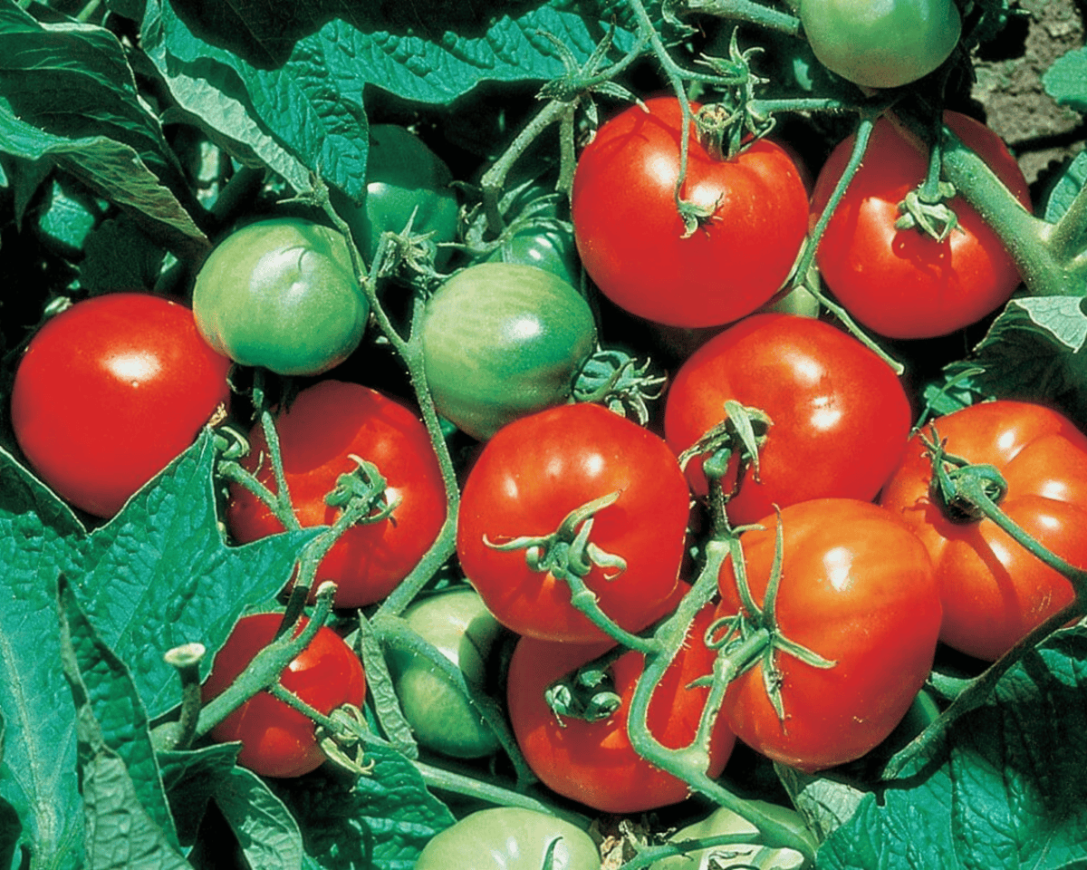 Stupice Heirloom Tomato Seeds