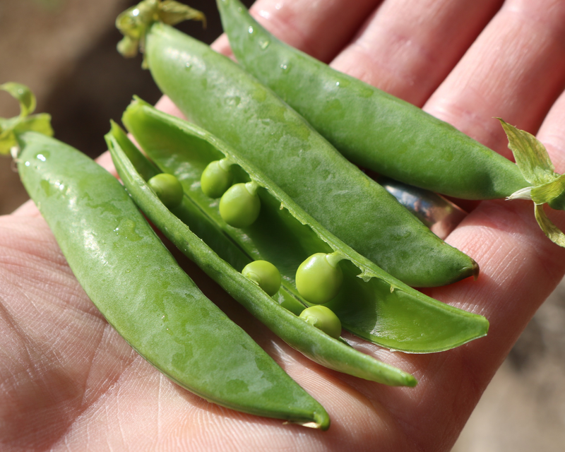 Sugar Ann Pea Seeds