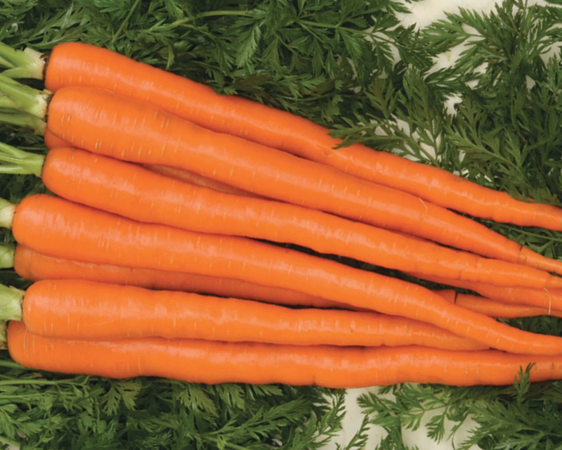 Sugarsnax 54 Hybrid Carrot Seeds