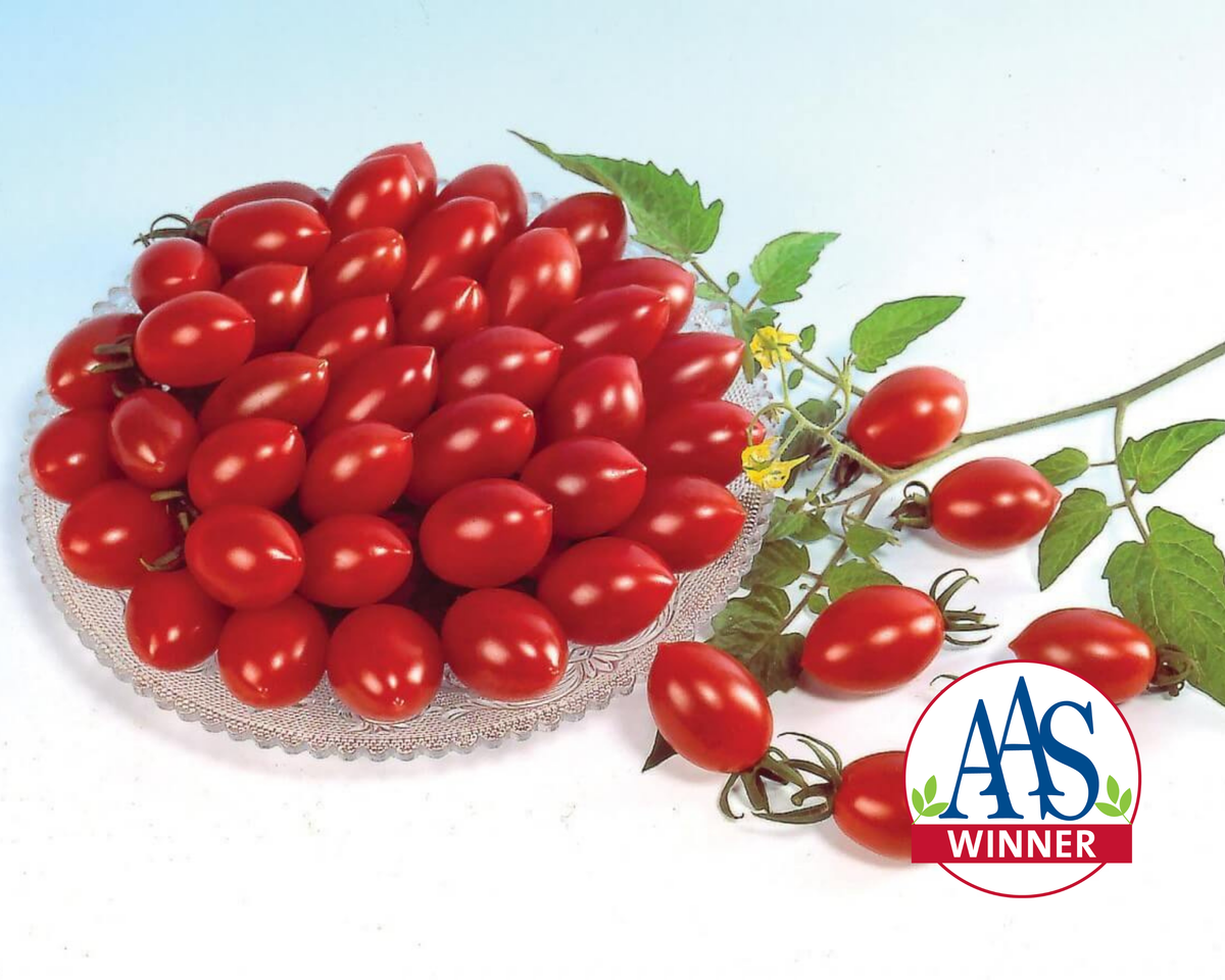 Sugary Hybrid Tomato Seeds