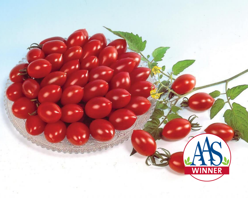 Sugary Hybrid Tomato Seeds