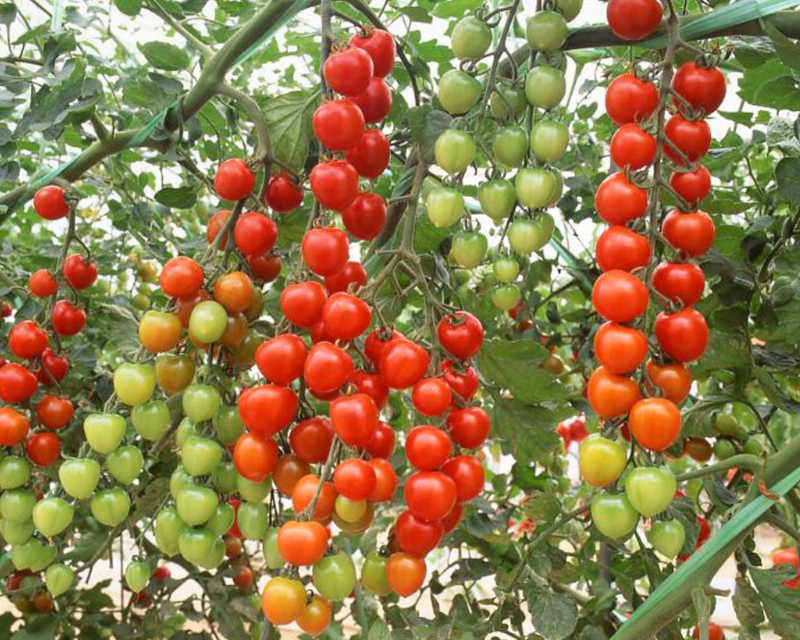 Suncherry Extra Sweet Hybrid Tomato Seeds