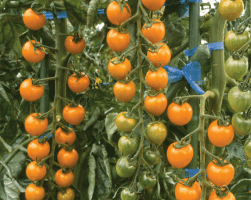 Bulk: Sun Gold Hybrid Tomato Seeds