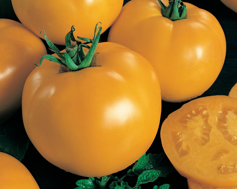 Bulk: Sunny Boy Hybrid Tomato Seeds