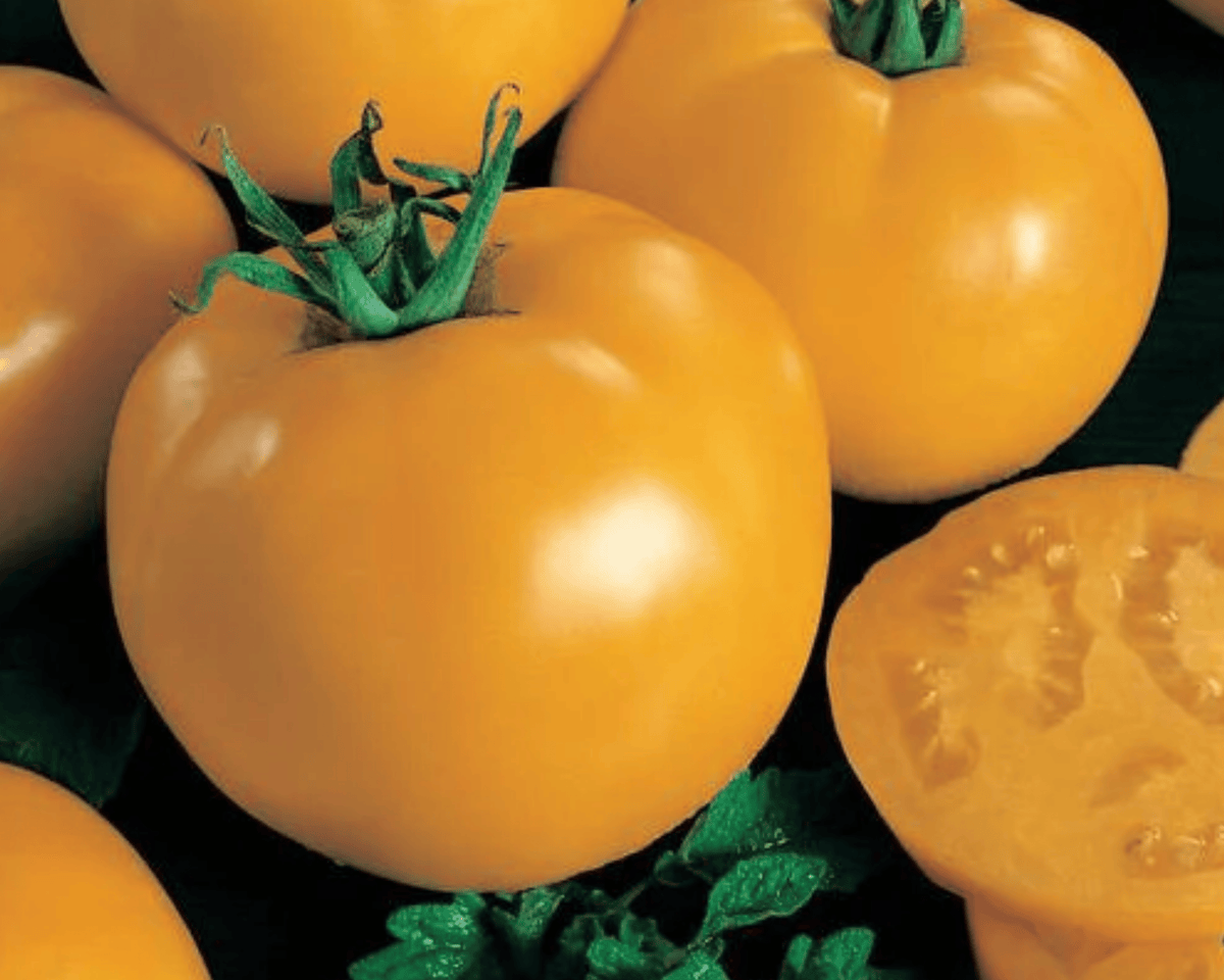 Sunny Blue Ribbon Hybrid Tomato Seeds