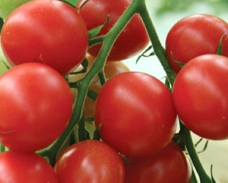 Sunpeach Hybrid Tomato Seeds