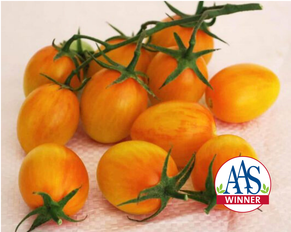 Sunset Torch Hybrid Tomato Seeds — Seeds 'n Such