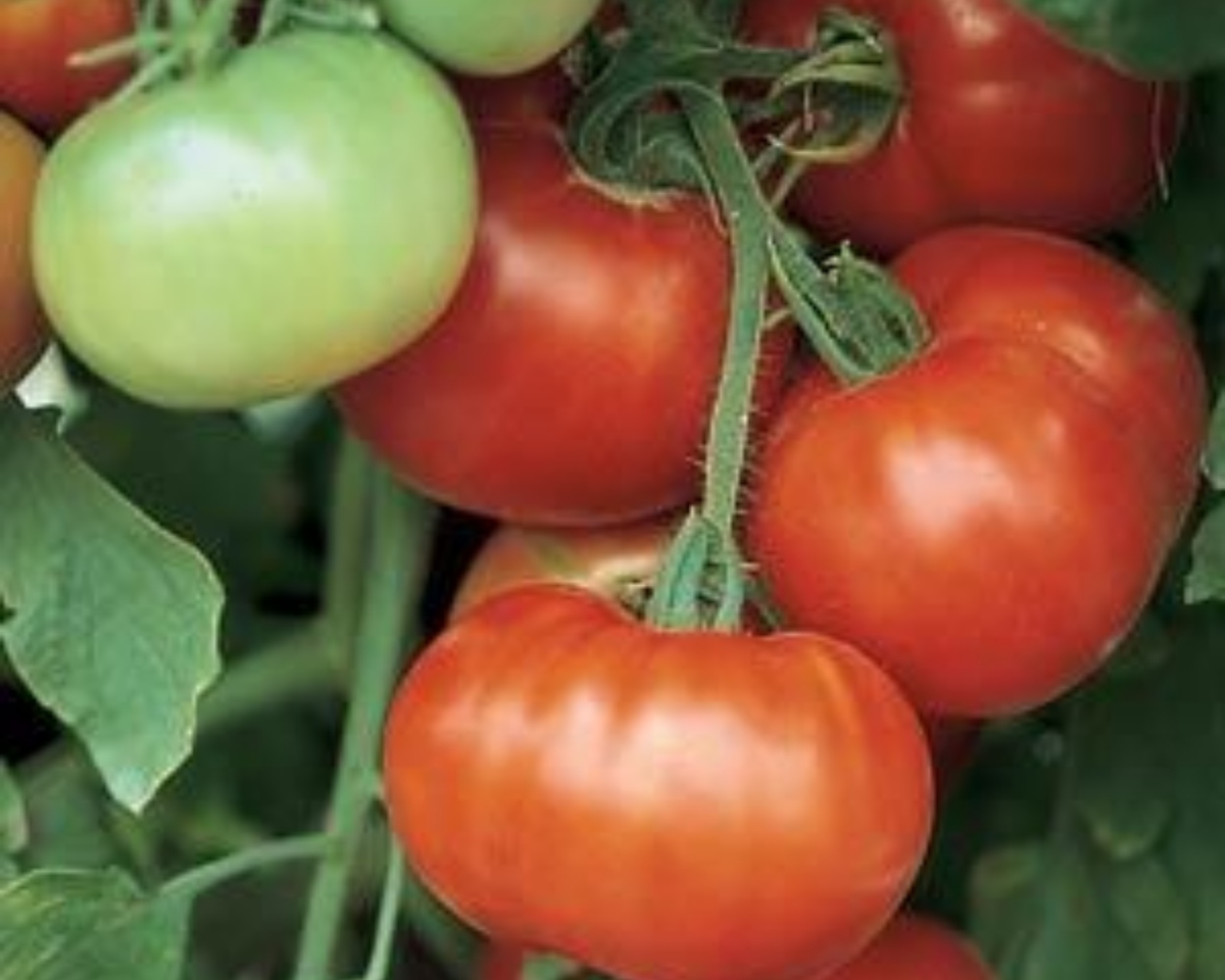 Super Fantastic Hybrid VFN Tomato Seeds