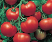 Super Sioux Tomato Seeds