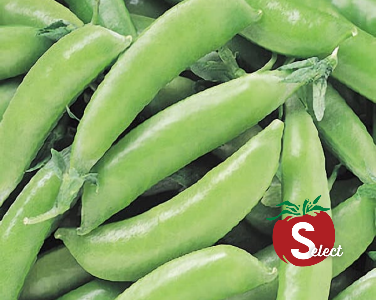 Super Sugar Snap Pea Seeds