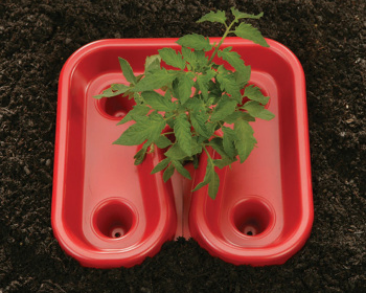 Red Tomato Tray