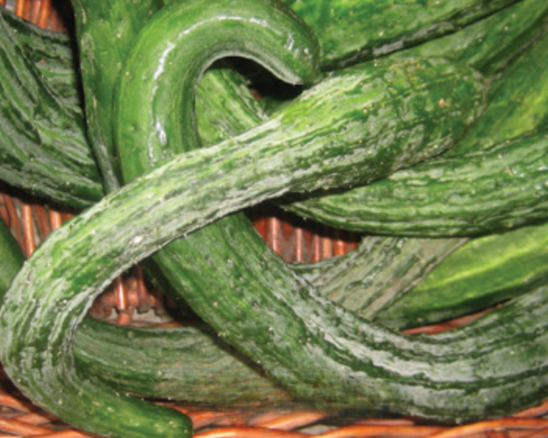 Bulk: Suyo Long Cucumber Seeds