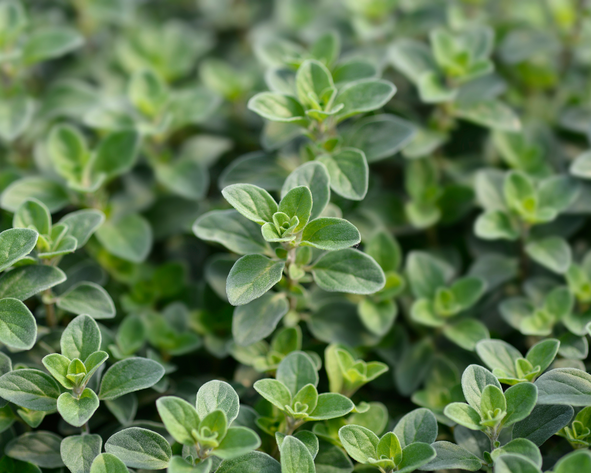 Sweet Marjoram Seeds