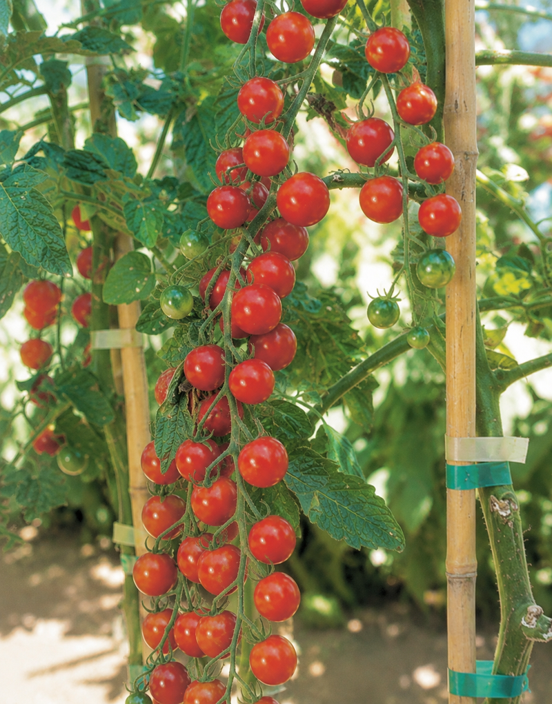 Sweet Million Hybrid Tomato Seeds