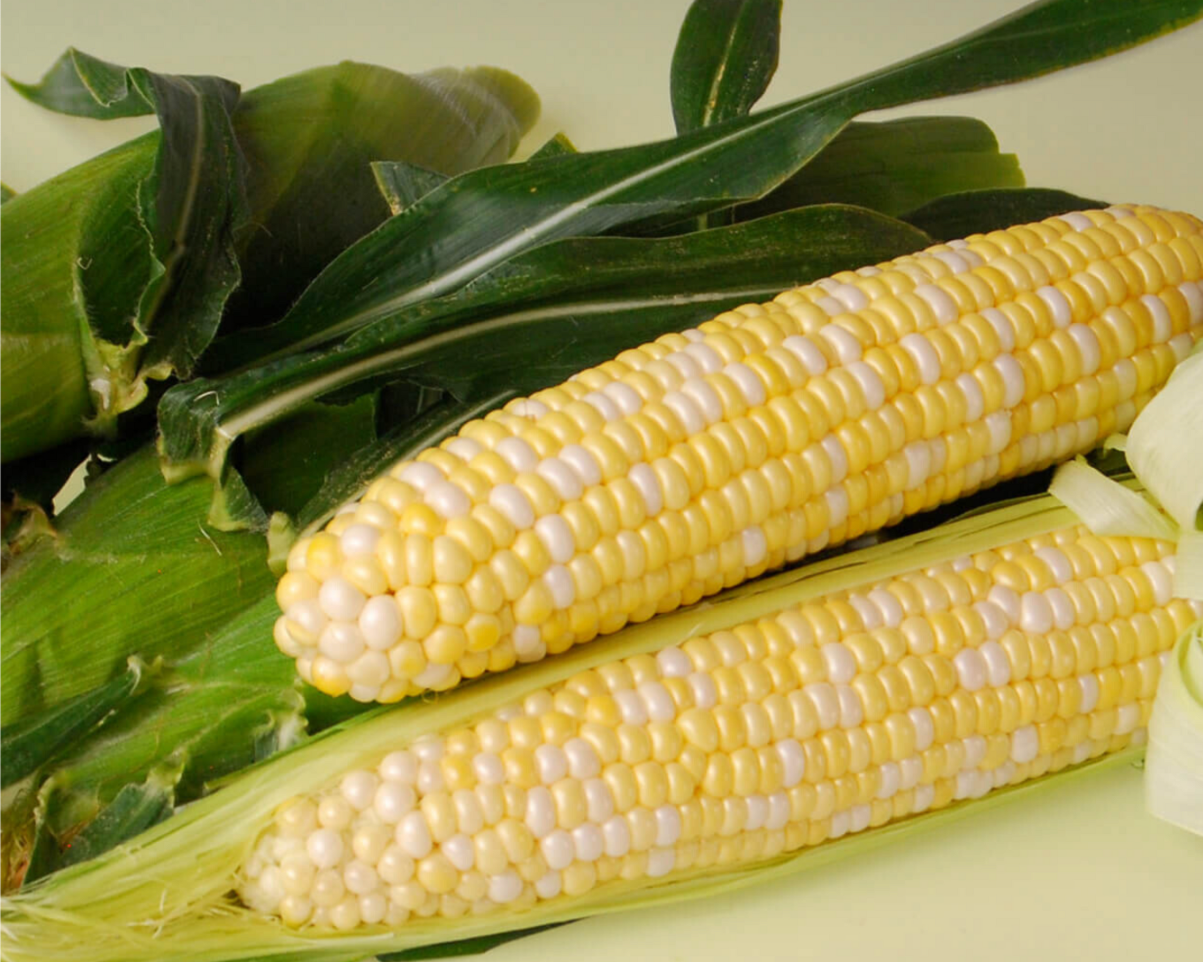 Sweetness (bicolor syn) Hybrid Sweet Corn Seeds — Seeds 'n Such