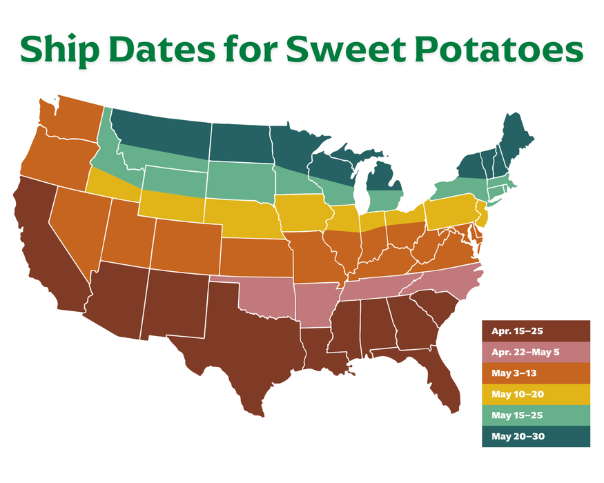 Murasaki Sweet Potato Plants | Ships Separately