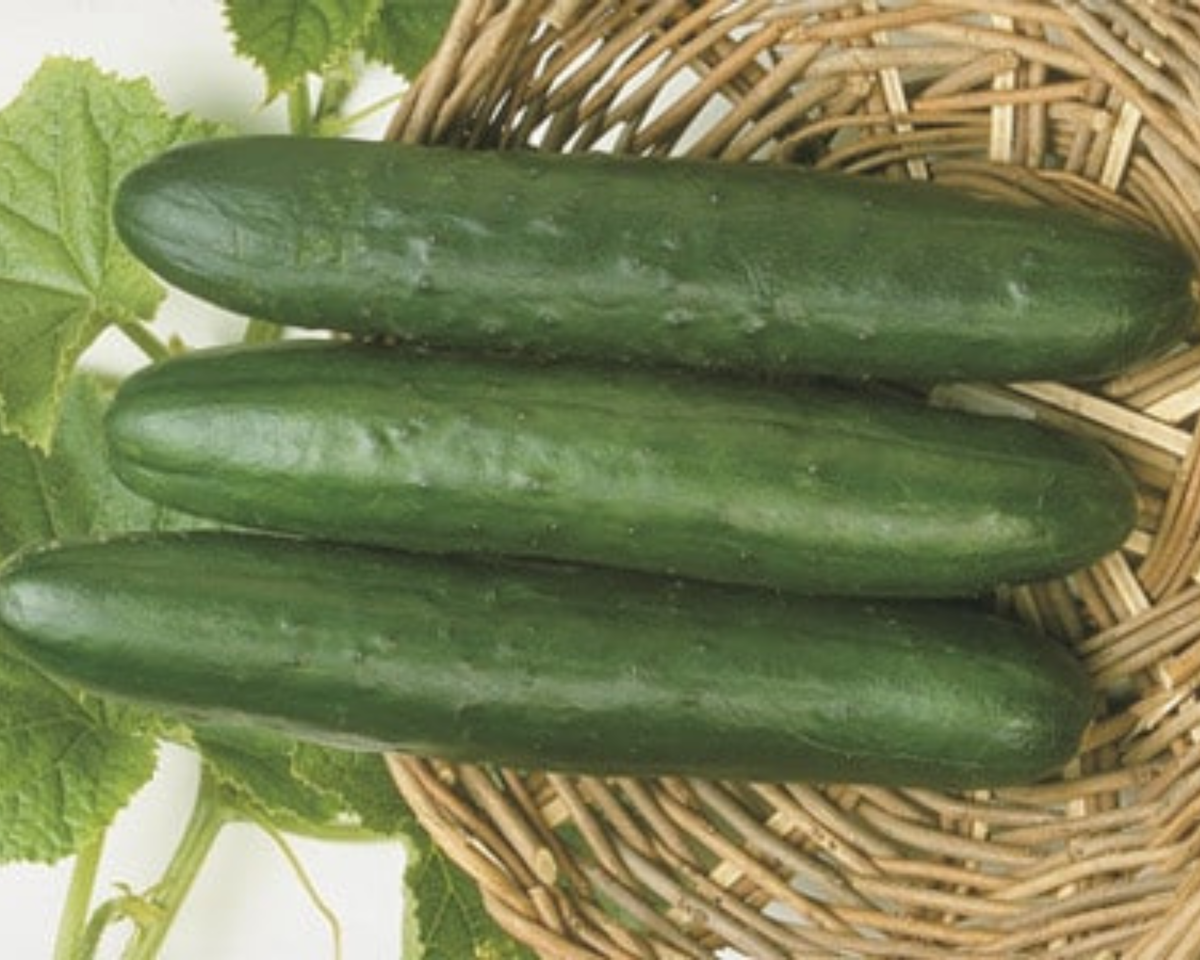 cucumber seed planting depth Sweet Slice Hybrid Cucumber Seeds — Seeds 'n Such