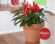 Taquito Hybrid Pepper Seeds | The Kitchen Minis™ Collection