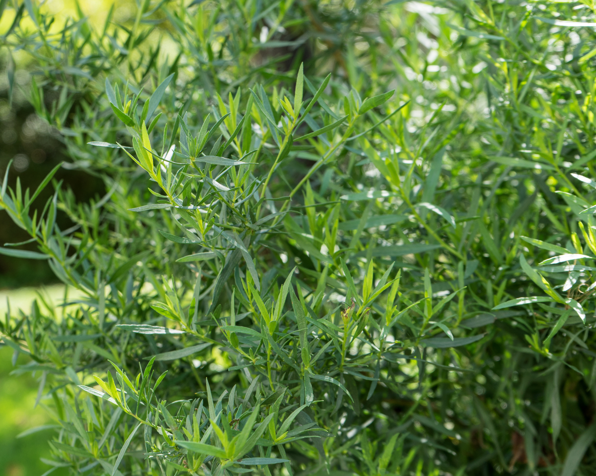 Russian Tarragon Seeds