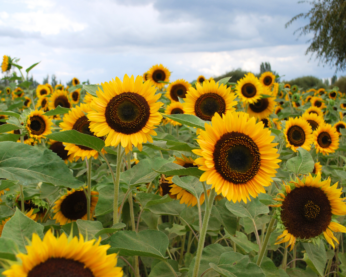 Taiyo Sunflower Seeds