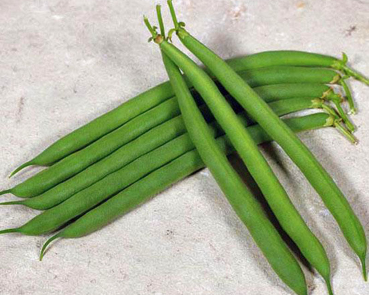 Desperado Bush Bean Seeds
