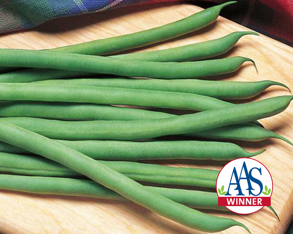 Kentucky Blue Pole Bean Seeds