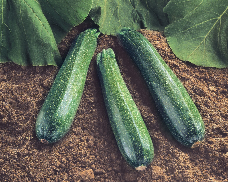 Spineless Beauty Hybrid Zucchini Seeds