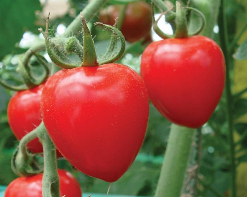 garden tomato seeds Tomatoberry Garden Hybrid Tomato Seeds