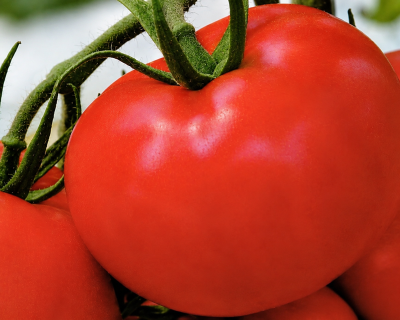Tonopah Hybrid Tomato Seeds