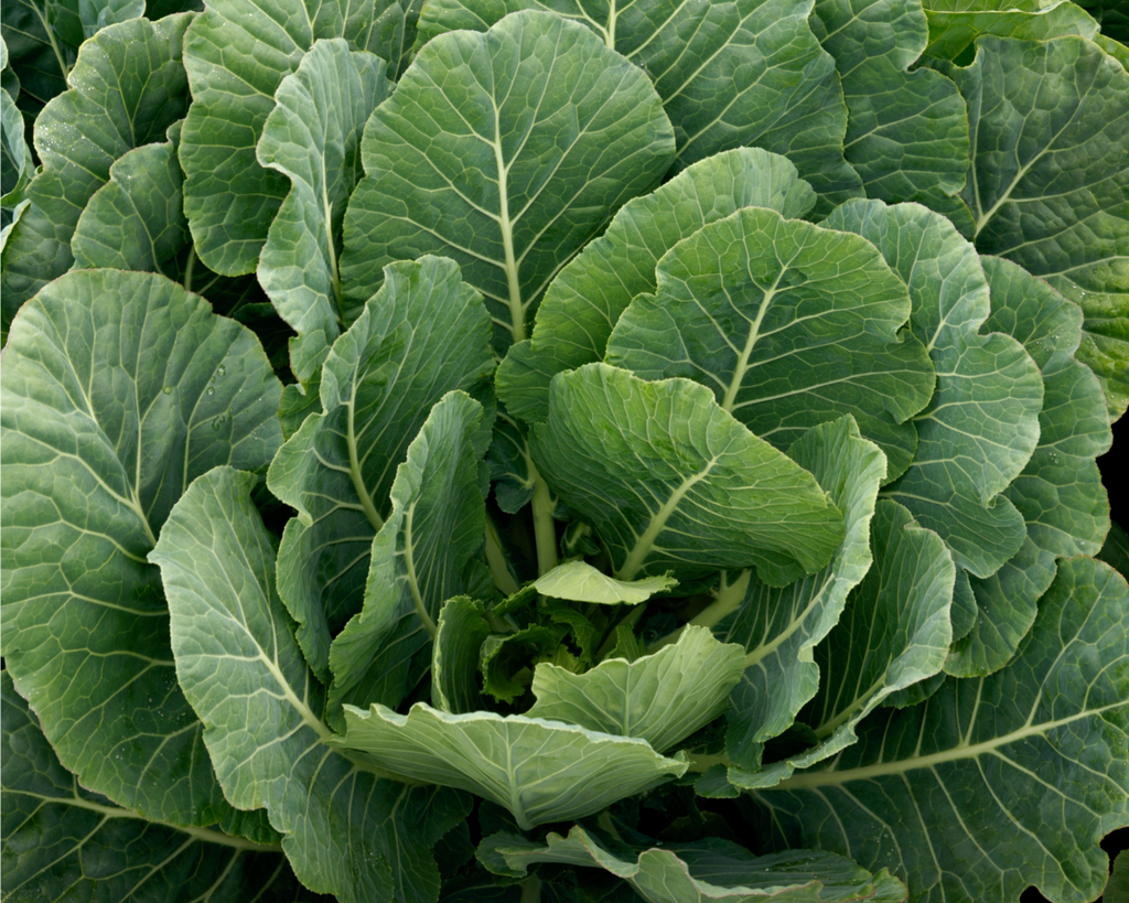 Top Bunch 2.0 Hybrid Collard Seeds — Seeds 'n Such