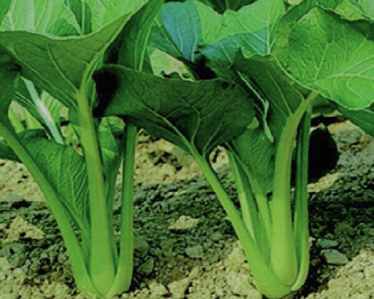 Tsoi-Sim (Choi Sum) Seeds