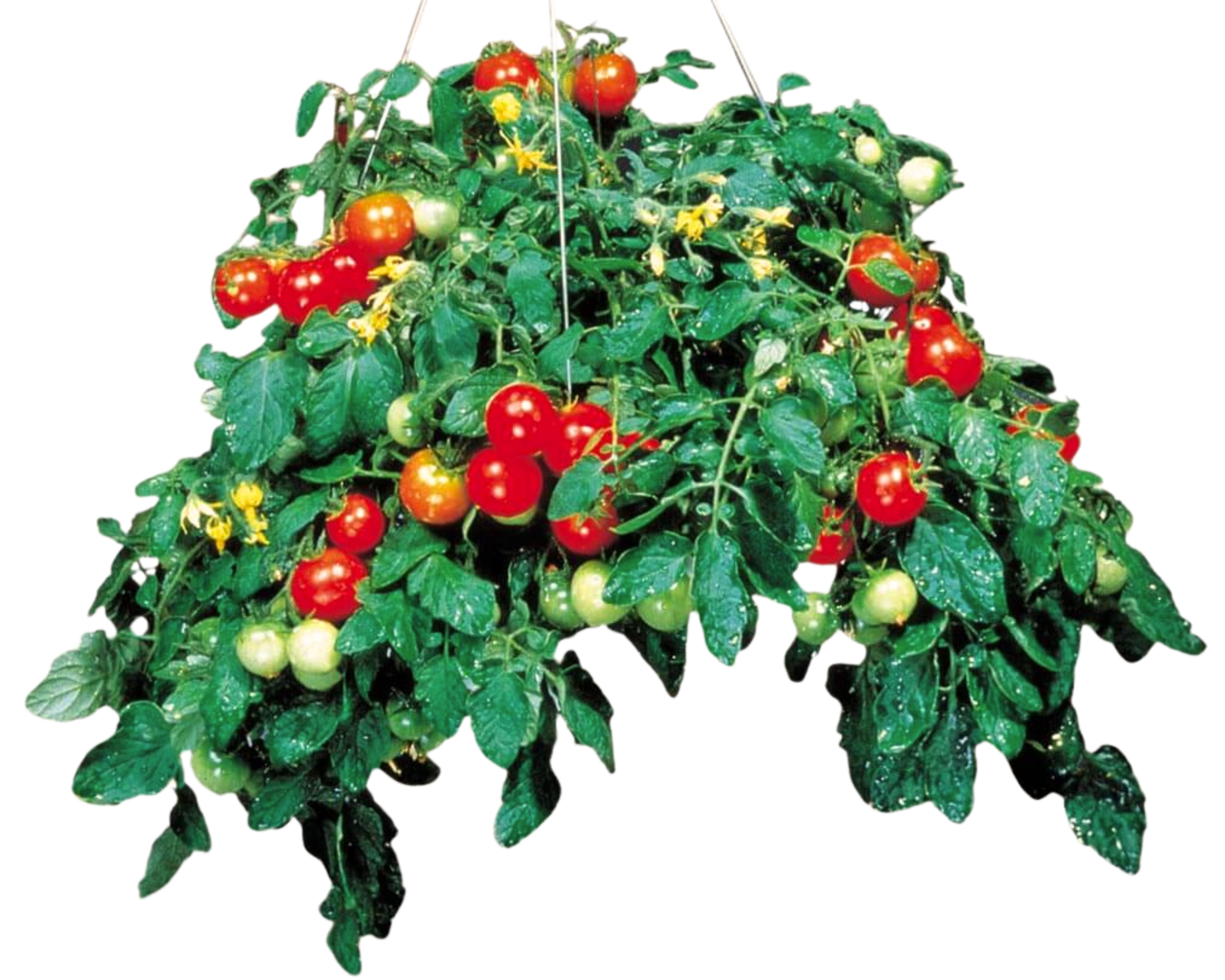 Seeds 'n Such Tumbler Tomato Seeds - Thumbnail 2