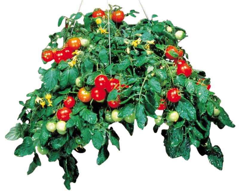 cherry tomatoes hanging plant Tumbler Tomato Seeds — Seeds 'n Such