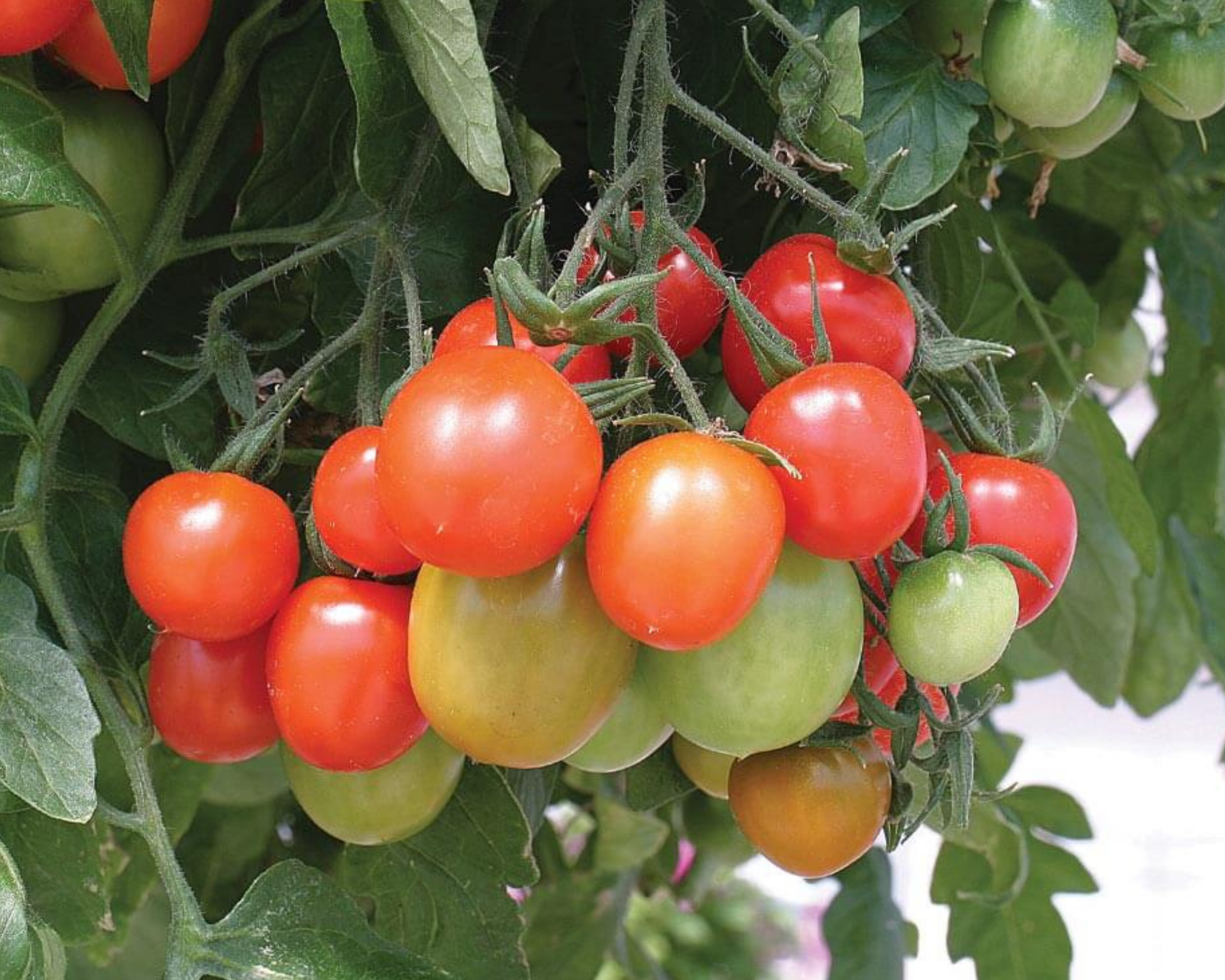 Seeds 'n Such Tumbling Tom Tomato