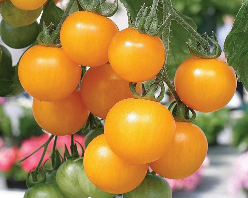 Tumbling Tom Yellow Cherry Tomato Seeds — Seeds 'n Such