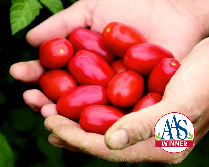 Valentine Hybrid Tomato Seeds