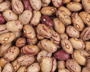 Vermont Cranberry Heirloom Bush Bean Seeds