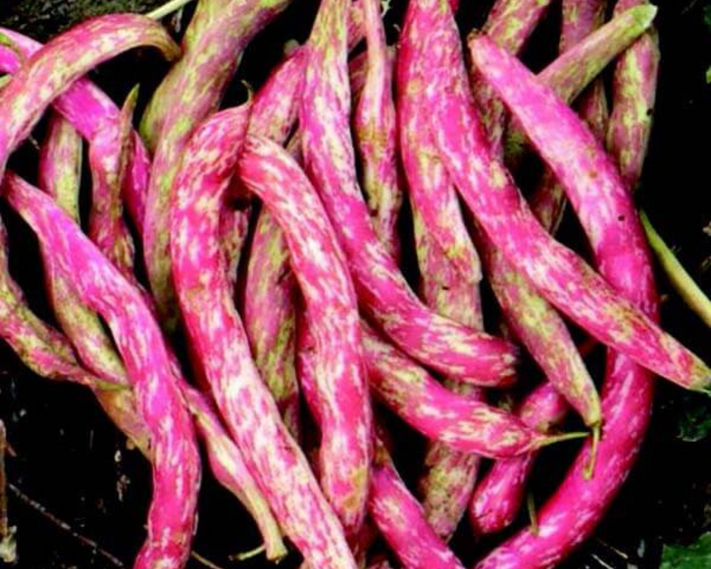 Bulk: Vermont Cranberry Bean Seeds