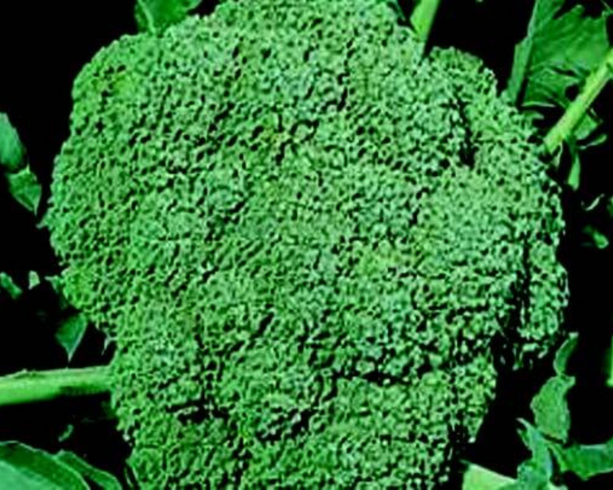 Broccoli Waltham 29 Seeds | Non-GMO | Tender & Nutritious