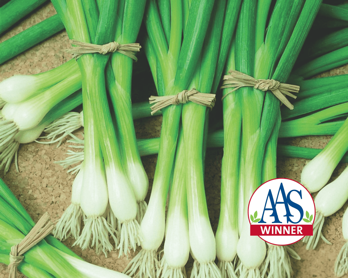 Warrior Bunching Onion Seeds