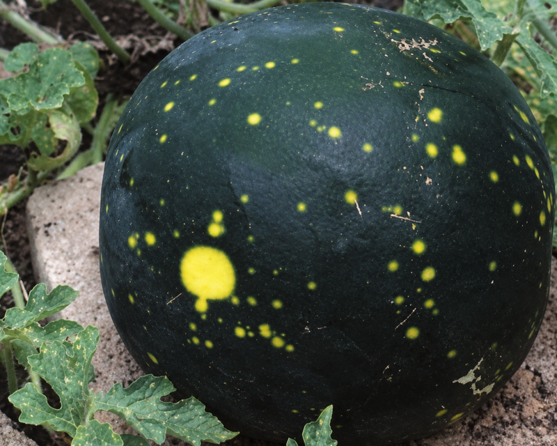 Moon & Stars Watermelon Seeds