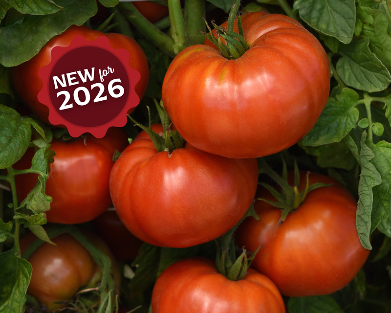 WonderStar Red Hybrid Tomato Seeds