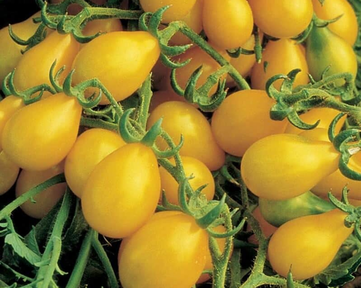 Yellow Pear Tomato Seeds — Seeds 'n Such
