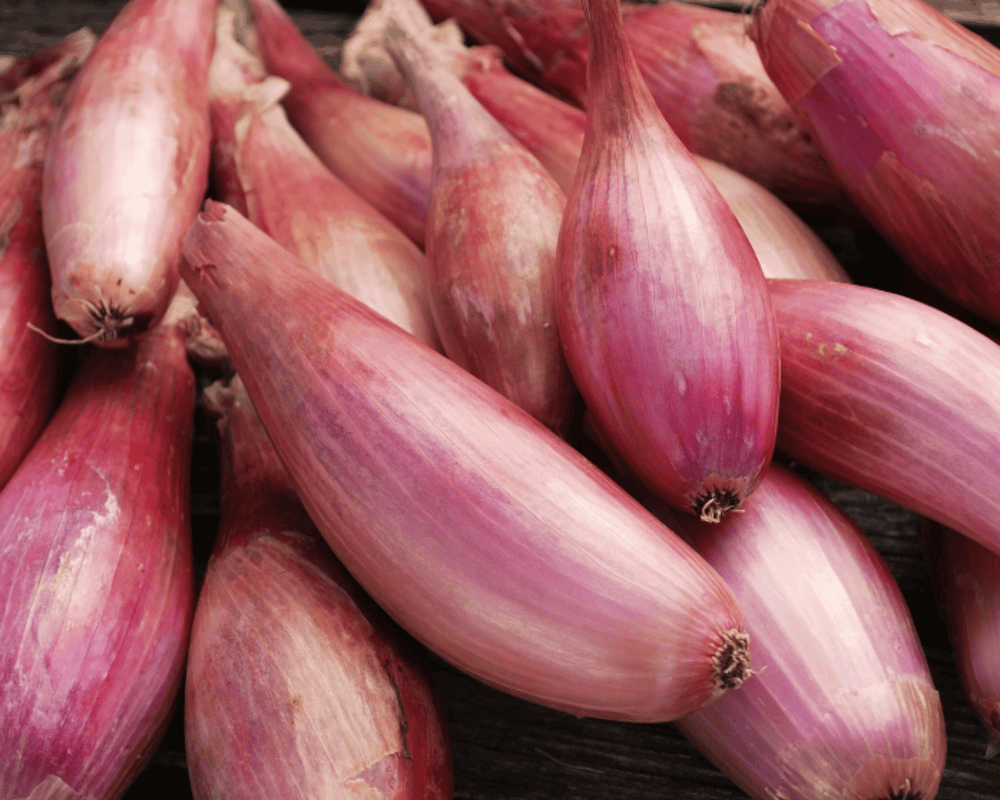 Shallots
