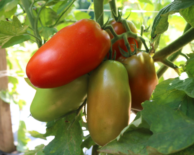 Zenzei Hybrid Roma Tomato Seeds