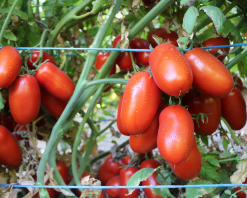 Zenzei Hybrid Roma Tomato Seeds