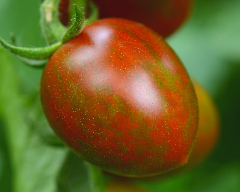 Chocolate Sprinkles Hybrid Tomato Seeds