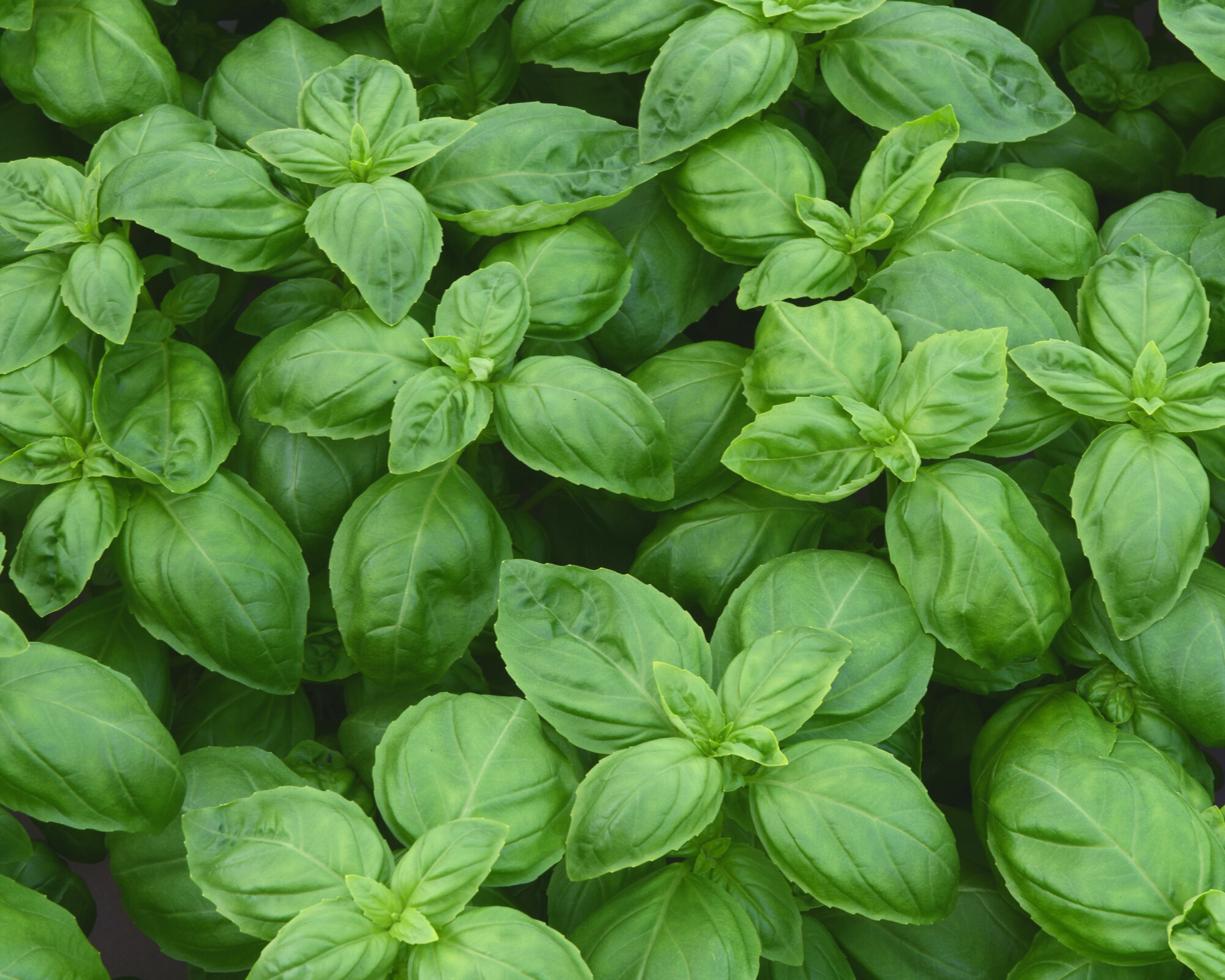 Seeds 'n Such Dolce Fresca Basil Seeds - Thumbnail 2