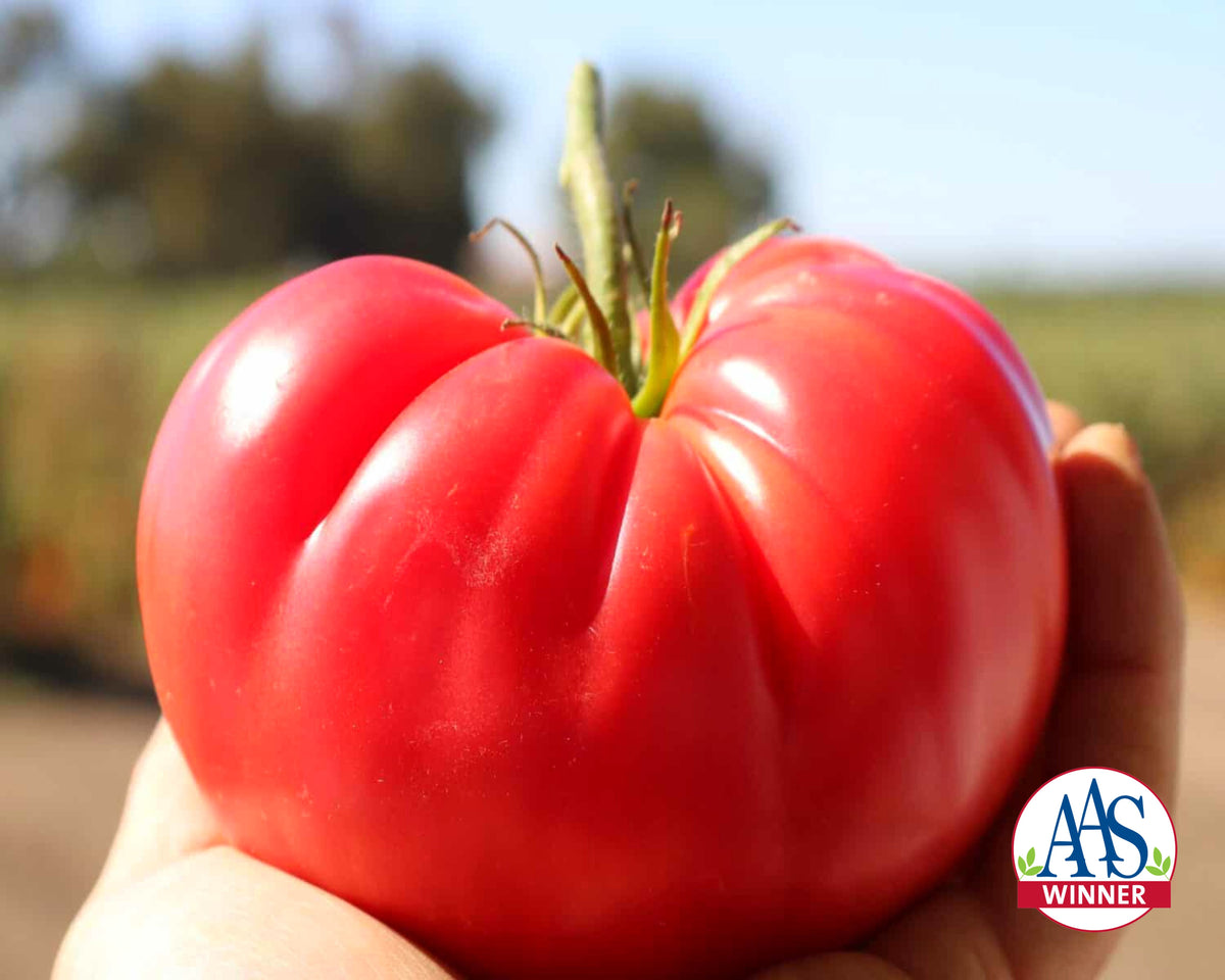 BlushingStar Tomato (F1 Hybrid 70-75 Days)